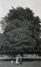 neg. Brenda, Gwlad & Bessie big tree, Derbyshire